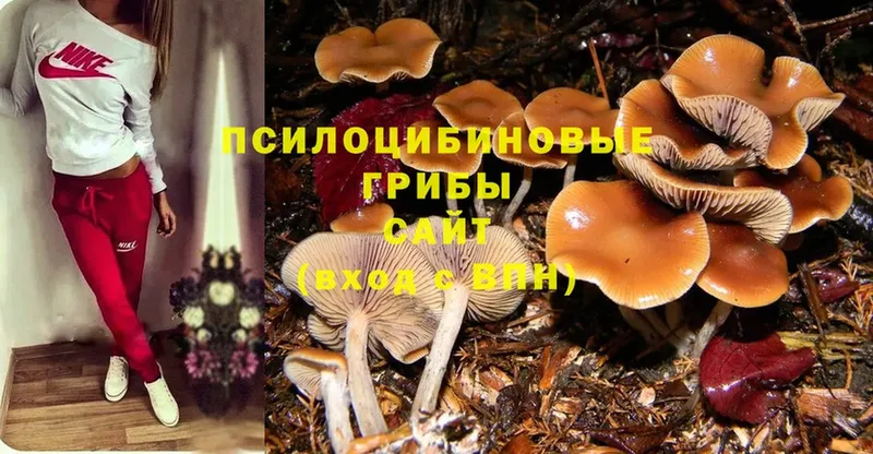 Псилоцибиновые грибы GOLDEN TEACHER  купить наркотики сайты  Заводоуковск 